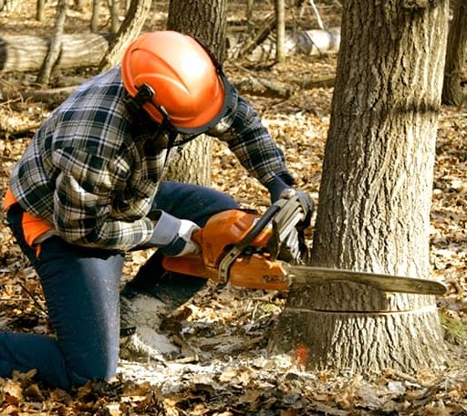 Tree Removal in Thurmond, NC